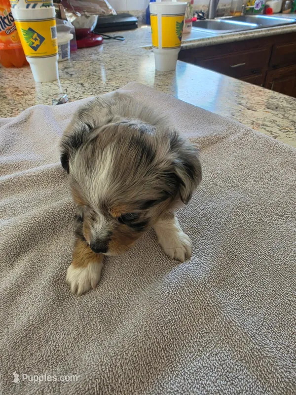 Batman – Australian Shepherd puppy for sale in Kingsport, TN