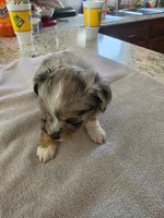Batman, a female Australian Shepherd for sale in Kingsport, TN – 1 of 2