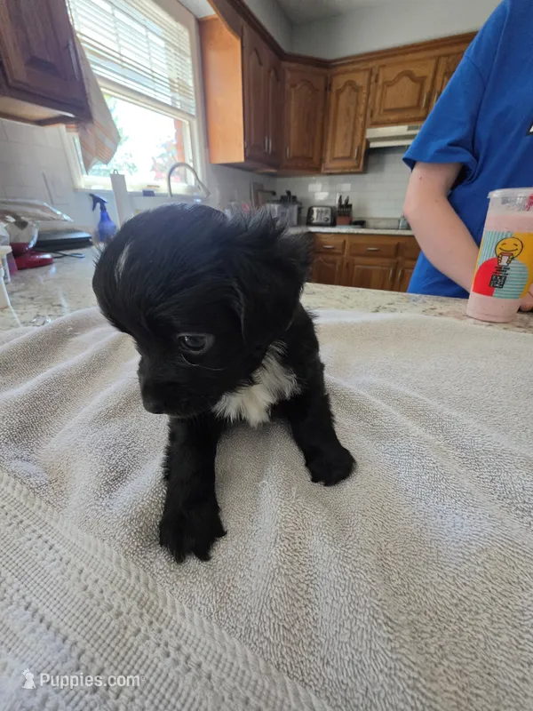 Penguin – Australian Shepherd puppy for sale in Kingsport, TN