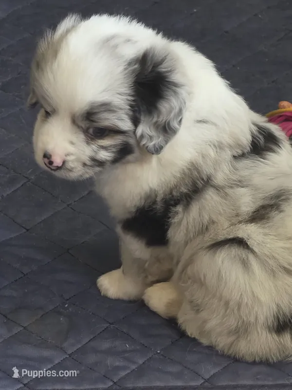 Dumbledore – Miniature Australian Shepherd puppy for sale in Kingsport, TN