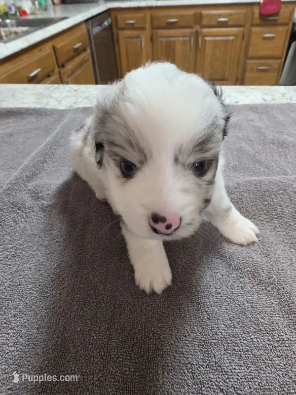Dumbledore – Miniature Australian Shepherd puppy for sale in Kingsport, TN