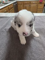 Dumbledore, a male Miniature Australian Shepherd for sale in Kingsport, TN – 1 of 3
