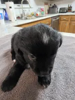 Pansy, a female Miniature Australian Shepherd for sale in Kingsport, TN – 2 of 2
