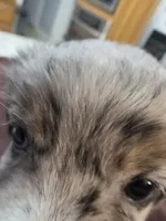 Batgirl, a female Toy Australian Shepherd for sale in Kingsport, TN – 7 of 7