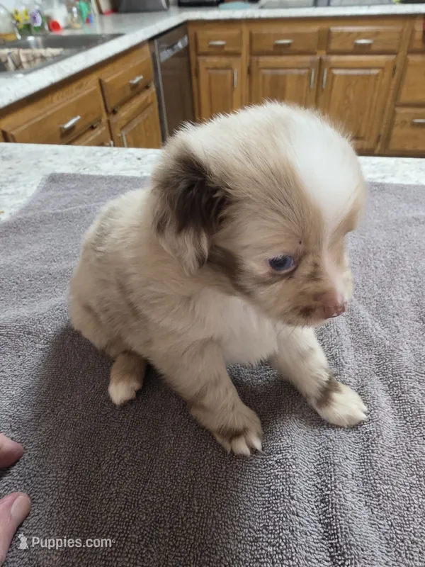 Ron – Miniature Australian Shepherd puppy for sale in Kingsport, TN