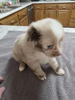 Ron, a male Miniature Australian Shepherd for sale in Kingsport, TN – 1 of 4