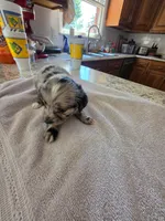 Catwoman, a female Australian Shepherd for sale in Kingsport, TN – 2 of 2
