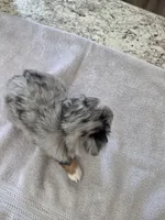Batman, a female Australian Shepherd for sale in Kingsport, TN – 2 of 2