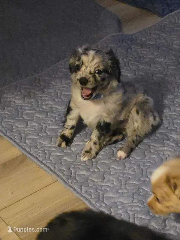 Catwoman – Toy Australian Shepherd puppy for sale in Kingsport, TN