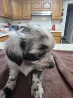 Catwoman, a female Toy Australian Shepherd for sale in Kingsport, TN – 6 of 6