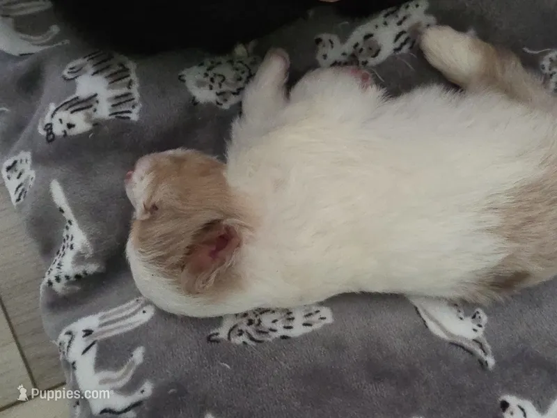 Tank – Toy Australian Shepherd puppy for sale in Kingsport, TN