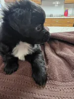 Penguin, a male Toy Australian Shepherd for sale in Kingsport, TN – 5 of 6