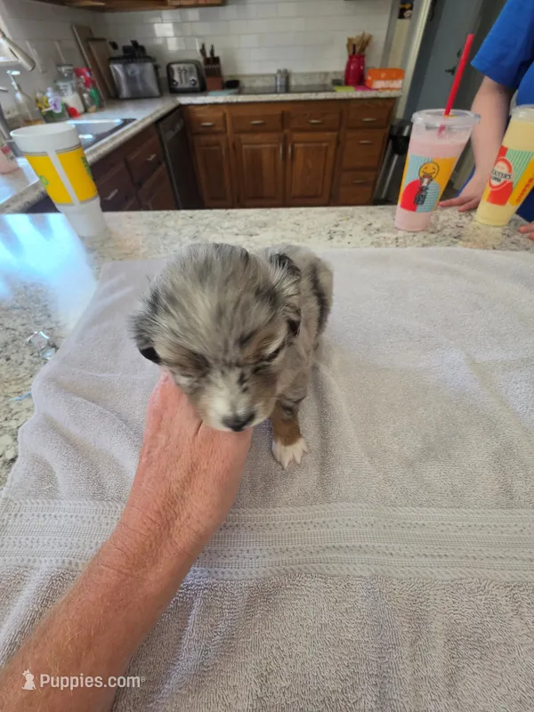 Batgirl – Australian Shepherd puppy for sale in Kingsport, TN