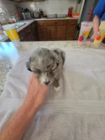 Batgirl, a female Australian Shepherd for sale in Kingsport, TN – 1 of 1