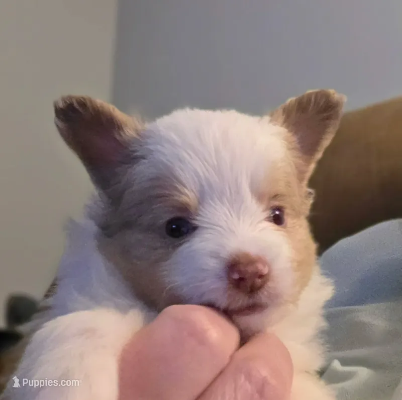 Tank – Toy Australian Shepherd puppy for sale in Kingsport, TN