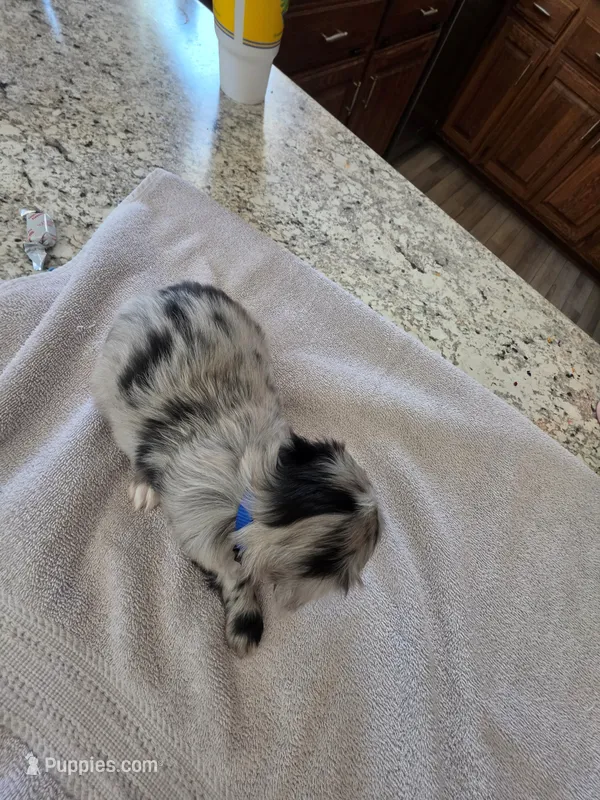 Catwoman – Australian Shepherd puppy for sale in Kingsport, TN