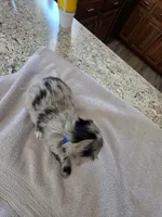 Catwoman, a female Australian Shepherd for sale in Kingsport, TN – 1 of 2