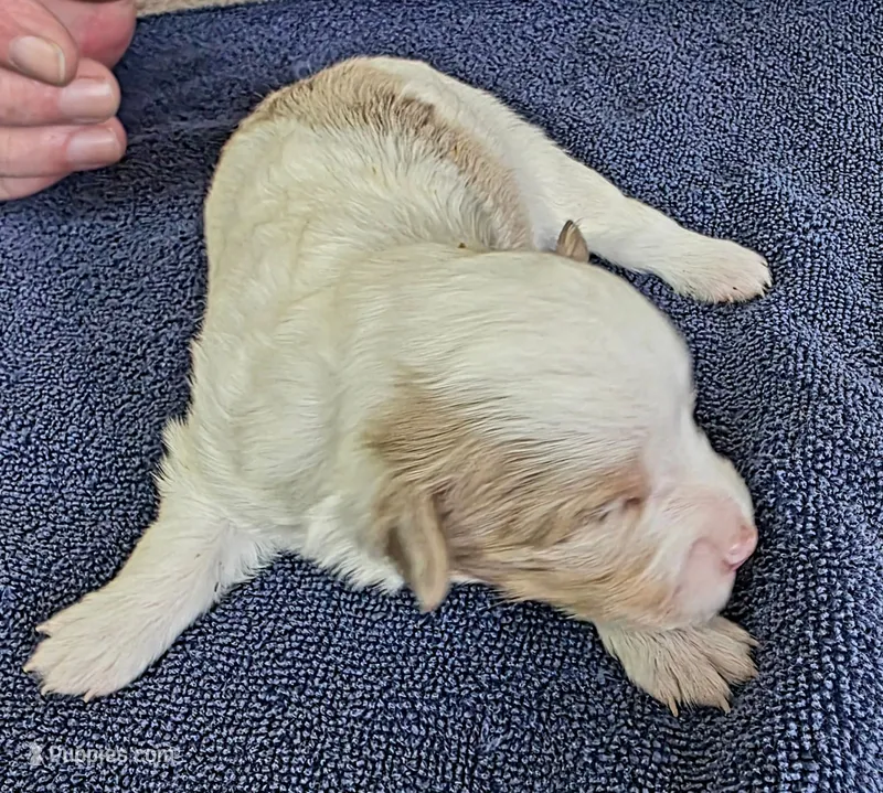 Tank – Toy Australian Shepherd puppy for sale in Kingsport, TN