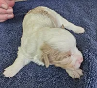 Tank, a male Toy Australian Shepherd for sale in Kingsport, TN – 4 of 4