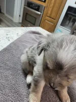 Mcgonnagal, a female Miniature Australian Shepherd for sale in Kingsport, TN – 3 of 4