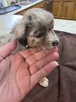 Batgirl, a female Toy Australian Shepherd for sale in Kingsport, TN – 3 of 7