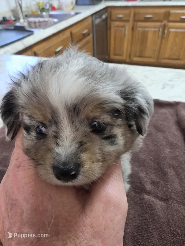 Batman – Australian Shepherd puppy for sale in Kingsport, TN