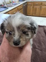 Batman, a male Toy Australian Shepherd for sale in Kingsport, TN – 1 of 6