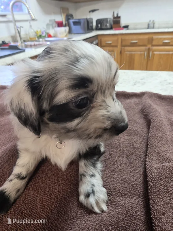 Catwoman – Australian Shepherd puppy for sale in Kingsport, TN