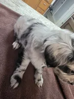 Catwoman, a female Toy Australian Shepherd for sale in Kingsport, TN – 5 of 6