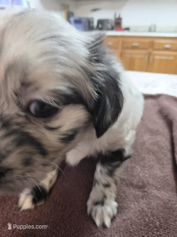 Catwoman – Toy Australian Shepherd puppy for sale in Kingsport, TN