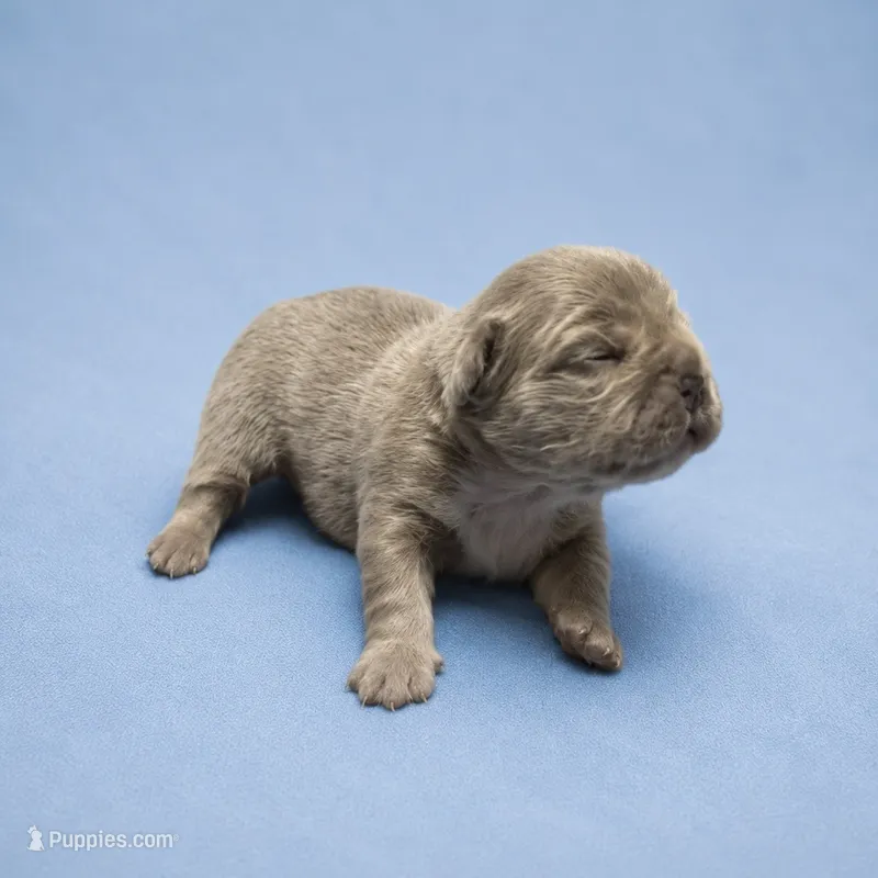 Sage – French Bulldog puppy for sale in Atlanta, GA