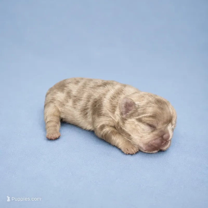 Cash – French Bulldog puppy for sale in Atlanta, GA