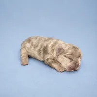 Cash, a male French Bulldog for sale in Atlanta, GA – 1 of 1
