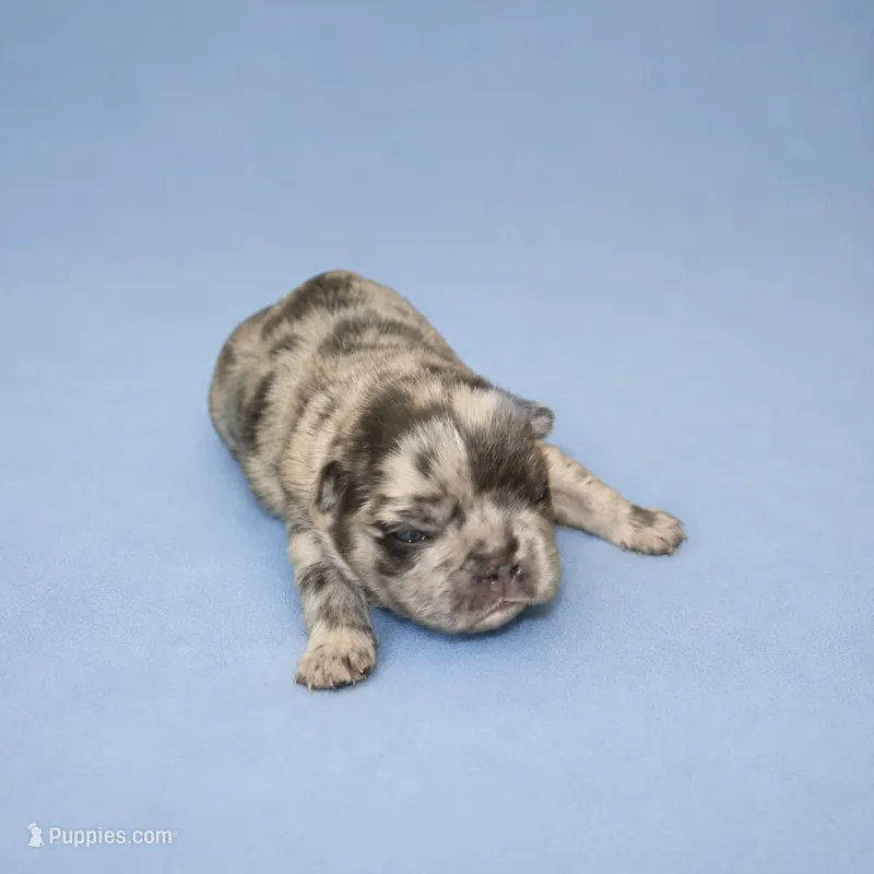 Saint – French Bulldog puppy for sale in Atlanta, GA