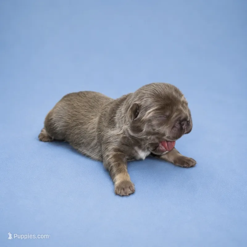 Moose – French Bulldog puppy for sale in Atlanta, GA