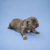 Moose, a male French Bulldog for sale in Atlanta, GA – 1 of 1