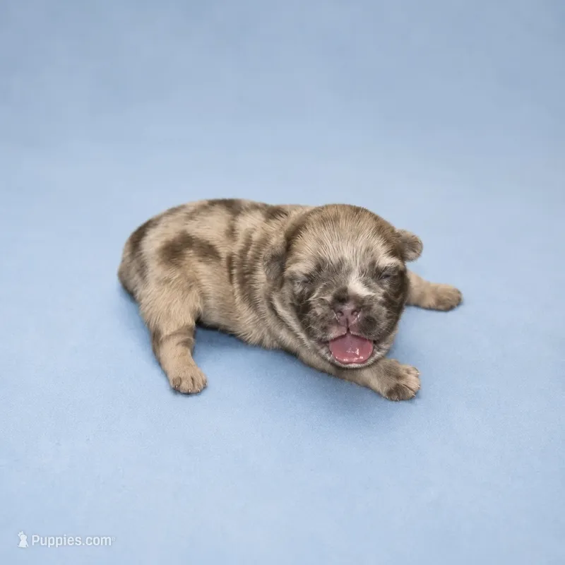 Maple – French Bulldog puppy for sale in Atlanta, GA