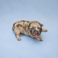 Maple, a female French Bulldog for sale in Atlanta, GA – 1 of 1