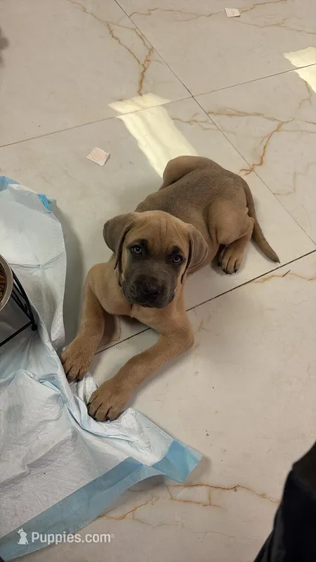 KOBA – Cane Corso puppy for sale in Jacksonville, FL