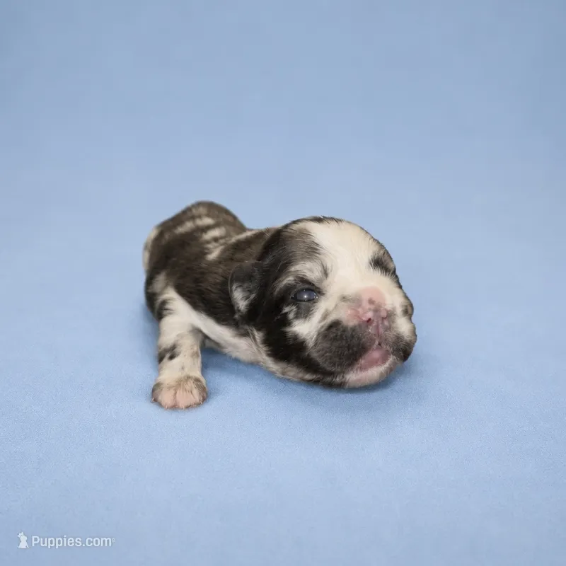 Aspen – French Bulldog puppy for sale in Atlanta, GA