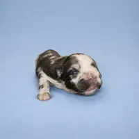 Aspen, a female French Bulldog for sale in Atlanta, GA – 1 of 1