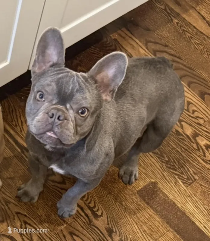 Sandy – French Bulldog puppy for sale in Seattle, WA
