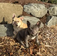 Bomb, a female French Bulldog for sale in Seattle, WA – Photo 2 of 5