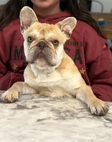 Bomb, a female French Bulldog for sale in Seattle, WA – Photo 4 of 5