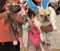 Bomb, a female French Bulldog for sale in Seattle, WA – Photo 5 of 5