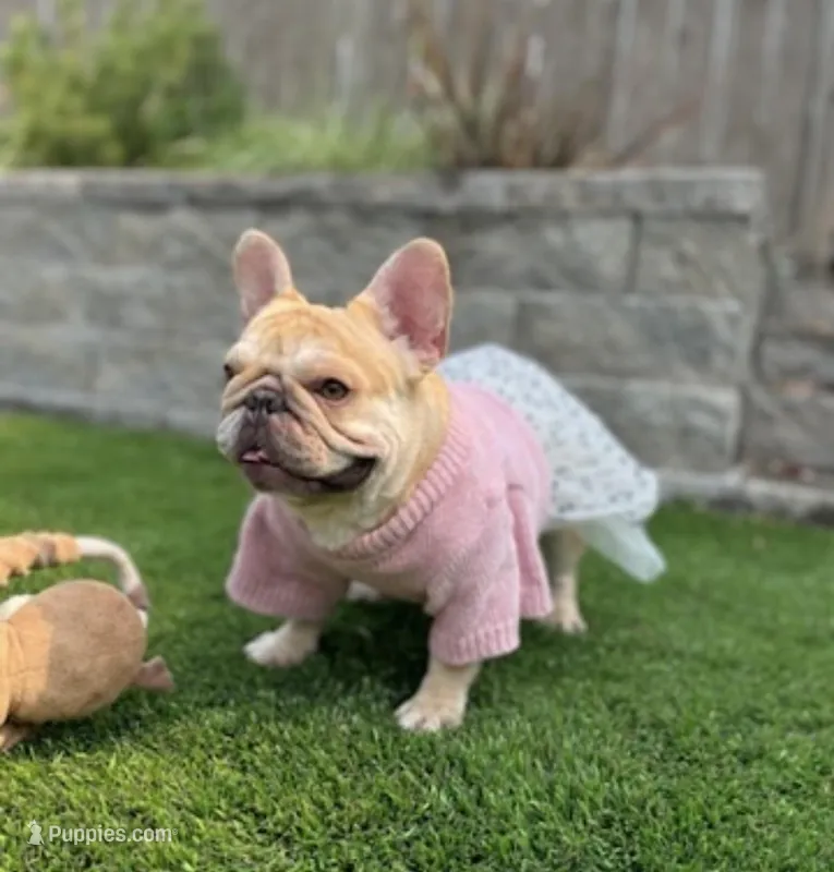 Bomb – French Bulldog puppy for sale in Seattle, WA
