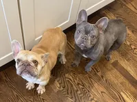 Bomb, a female French Bulldog for sale in Seattle, WA – Photo 3 of 5