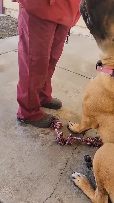 Brava, a female Cane Corso for sale in Fremont, CA – 6 of 6