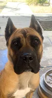 Brava, a female Cane Corso for sale in Fremont, CA – 4 of 6