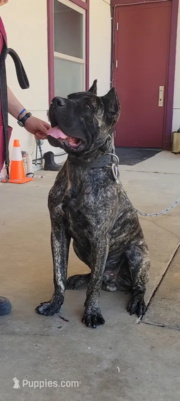 Gallant – Cane Corso puppy for sale in Fremont, CA
